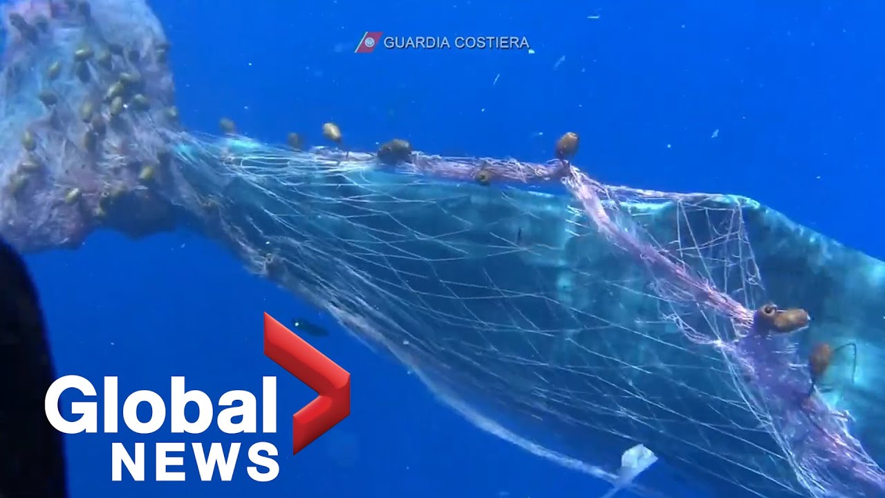 Italian Coast Guard works to rescue sperm whale tangled in fishing net ...