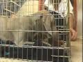Introducing a Crate - Training the Companion Dog 2 Behavior Problems Introducing a Crate - Training the Companion Dog 2 Behavior Problems