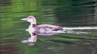 Lost baby loon is reunited with his mother after two days apart