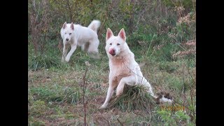 ГОТОВЛЮСЬ К ОХОТЕ С ЛАЙКАМИ!!! ГОТОВЛЮСЬ К ОХОТЕ С ЛАЙКАМИ!!!