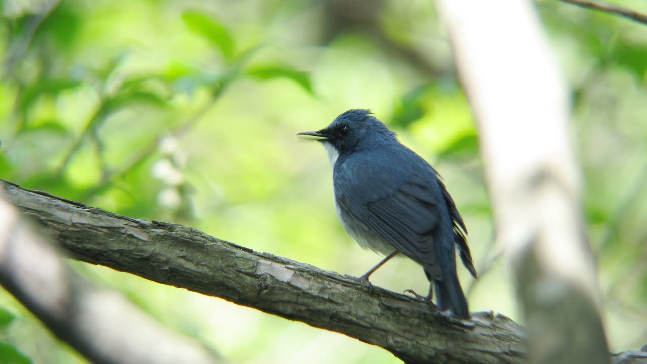 コルリのさえずり 鳴き声 Siberian Blue Robin Luscinia Cyane Song Youtube