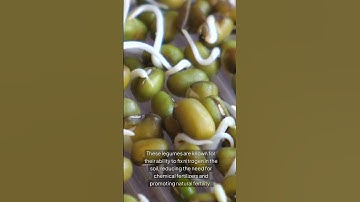 Sustainable Farming with Mung Beans: A Key to Climate Resilience and Soil Health