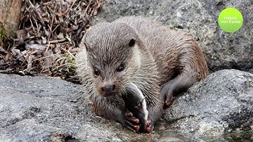 De otter, een natuurmonument dat de staart eet van de meerval waarop hij jaagt