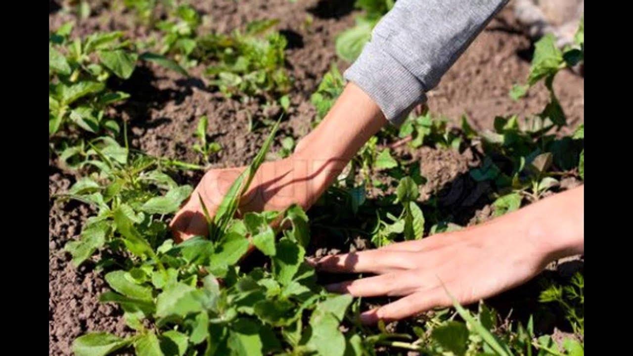 Что посеять чтобы избавиться от сорняков. Что посеять чтобы избавиться от сорняков. Сидераты для огорода. Что посеять чтобы избавиться от сорняков. Что посеять чтобы избавиться от сорняков.