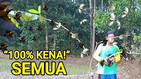How to Attract Sogon Birds