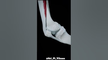 Movement of the Patella and function of Tibia collateral ligament #shorts #bones #kneejoint #patella
