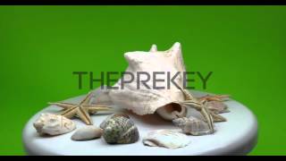 Assorted Seashells and Starfish (Green Screen, 4K UHD)-_1