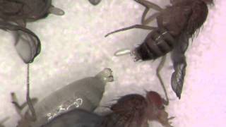 Fly Basics 2: Virgins