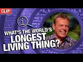 What's The World's Longest Living Thing? | QI