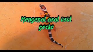 TOKEK HIAS || GECKO || TOKEK GURUN