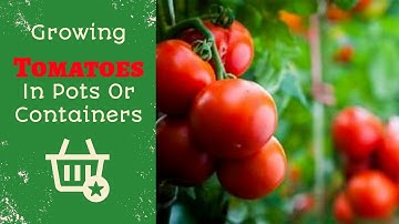"How to Grow Juicy Tomatoes in Pots: A Complete Guide!"