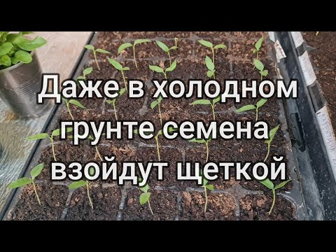 Все семена взойдут 100  даже в холодном грунте