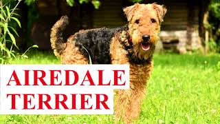 AIREDALE Terrier  OPIS RASY, charakter, zdrowie, historia, wady i zalety