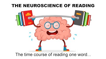 NEUROSCIENCE OF READING - The time course of reading one word