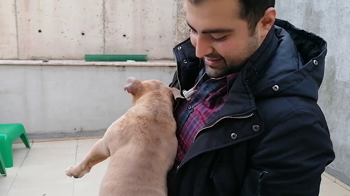 YENİ EVLAT MİCRO POCKET BULLY CEKU ve AMSTAFF ICE