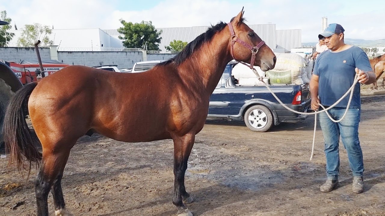 Feirinha Musical chega à 18ª edição em Serra dos Cavalos, Caruaru