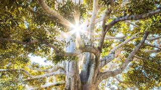 JEREMIAH CHAPTER 37 AMP| Scripture Reading IT IS GOOD