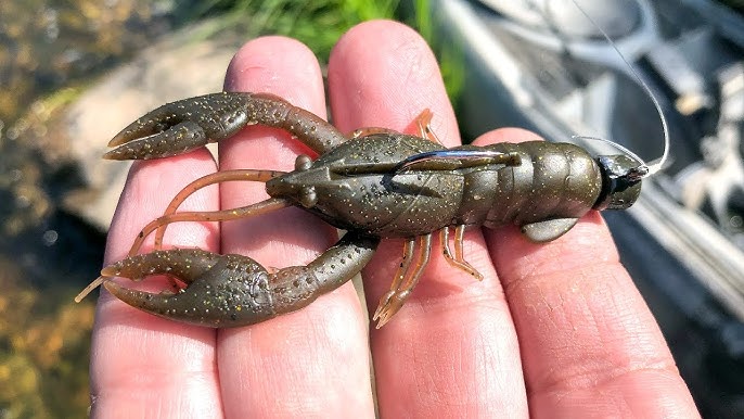 Has the Megabass SLEEPER CRAW 🦞 been a staple for you as well