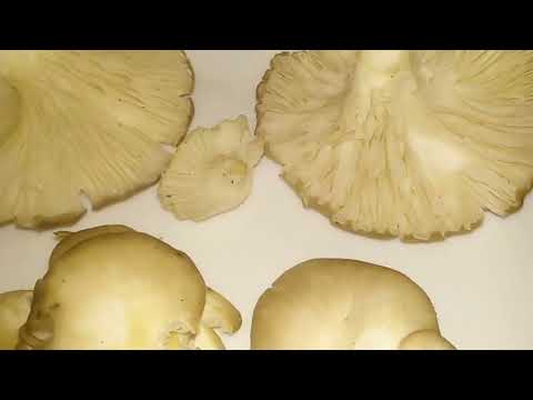 ВЕШЕНКА ЛЕГОЧНАЯ.Pleurotus pulmonarius.Лечебные свойства.