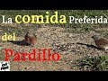 El pardillo y su comida preferida