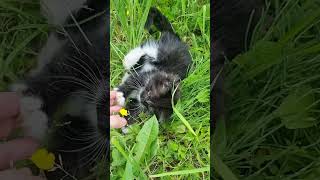 Коши...