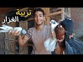 ازاى تبداء تربى حمام غزار تربية الغزار من الف الى الياء 