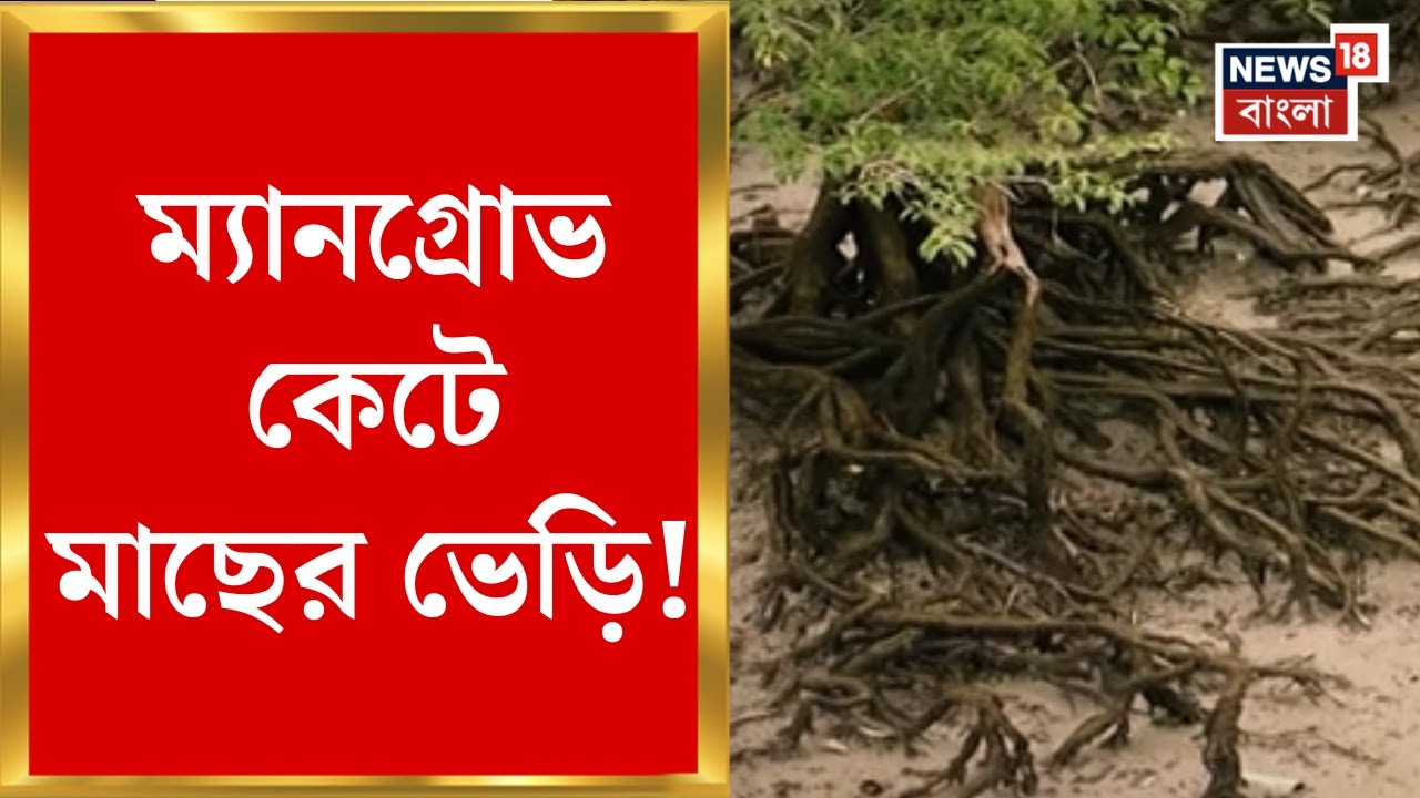 Kultali News | . সুন্দরবনে পরিবেশ সংকট, কুলতলিতে ম্যানগ্রোভ নিধন, উঠল পরিবেশ ধ্বংসের প্রশ্ন