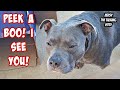 Talking Pitbull Plays Peekaboo With His Dad! Cutest Dog On YouTube!