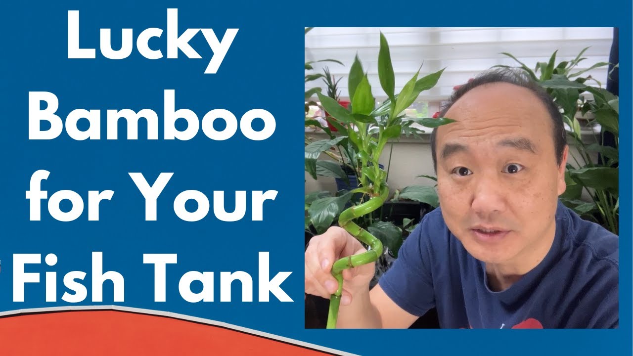 Lucky Bamboo for Your Fish Tank YouTube