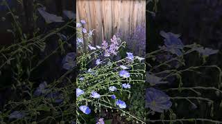 Native bee on wild blue flax with catmint in background