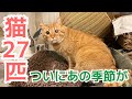 大切なご報告　保護猫カフェを開業するにあたって