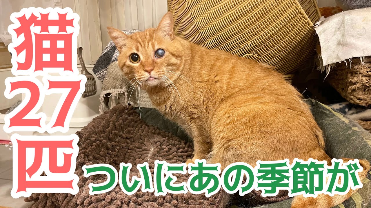 Important Announcement: Regarding the Opening of a Cat Cafe for