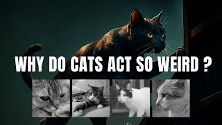Why Do Cats Act So Weird? — TED-Ed (Tony Buffington) #catbehavior #pettips