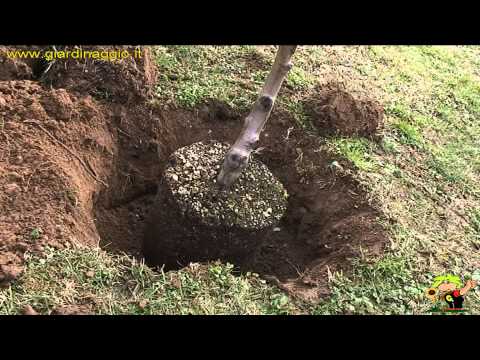 Video: Come piantare alberelli di pioppo tremulo: suggerimenti per piantare un giovane albero di pioppo tremulo