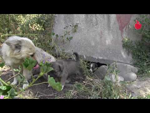 ქალაქ გორის მიუსაფარ ძაღლთა სამყაროს სამი ლეკვი შეემატა