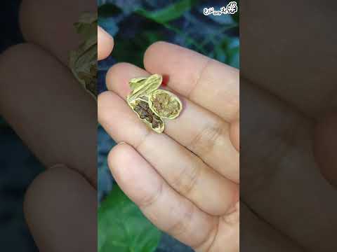 زراعة الحبهان الهيل من البذور لثمرة محمصة