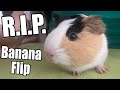 Wir wissen nicht warum  rip banana flip