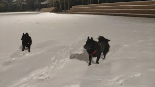 Vincent Plays with Another Schipperke Puppy