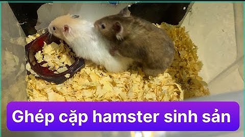 Hướng dẫn cách nuôi chuột hamster sinh sản năm 2024