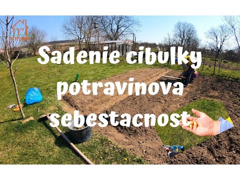 Video: Ako Získať Repku Cibuľu Zo Semien V Jednej Sezóne