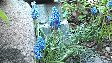 Wie pflanzt man Muscari?