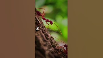 إسلام صبحي | سورة النمل #اسلام_صبحي #سورة_النمل #قرآن #quran