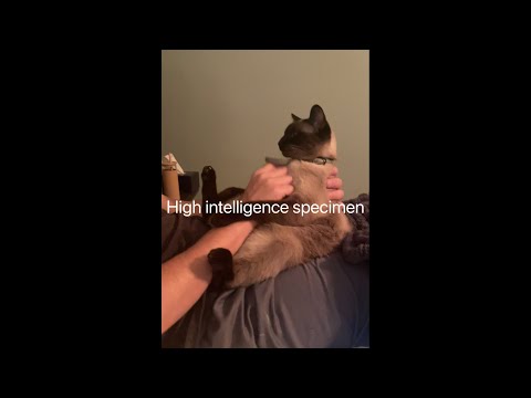 Low intelligent specimen becomes high intelligent specimen