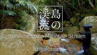 【石垣島Vlog】Walking in the Mountain Stream of Ishigaki Island