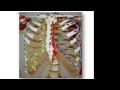 Surface anatomy of the pleura and thoracocentesis