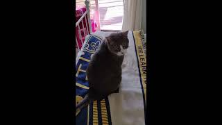 Cats Version Of A Fist Bump