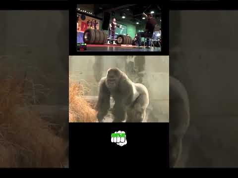 Vídeo: Quant pesa un goril·la d'esquena platejada?