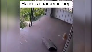 На кота напал ковёр