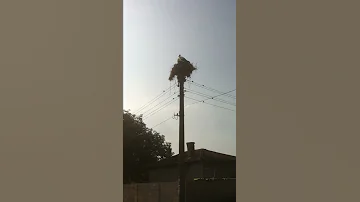 Как выглядит гнездо аиста