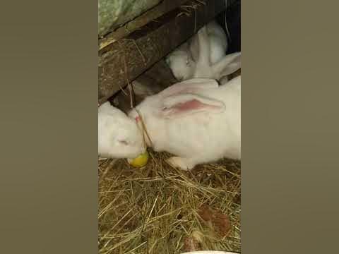 кріль релаксує - YouTube